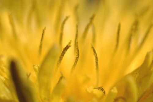 dandelion macro yellow