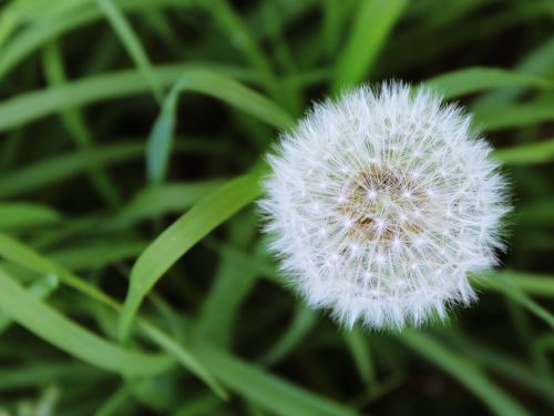 dandelion grass meadow