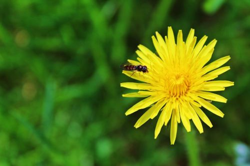 dandelion blossom bloom