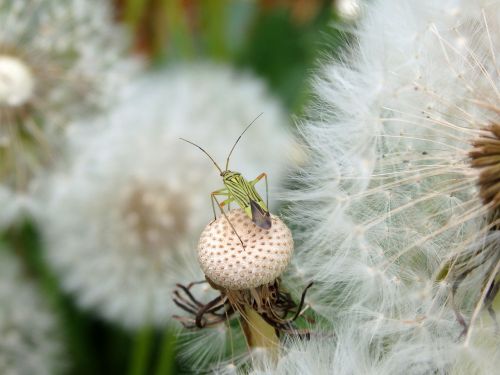 dandelion insect nature