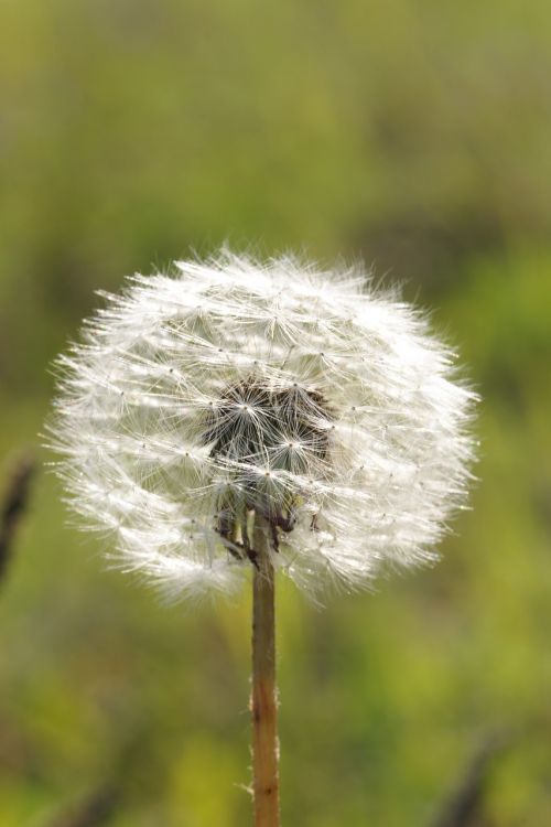 dandelion summer flower