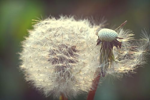 dandelion spring flower