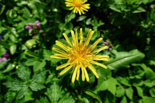 dandelion flower yellow