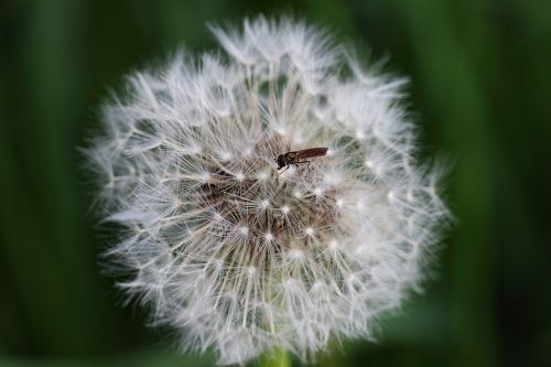 dandelion faded insect
