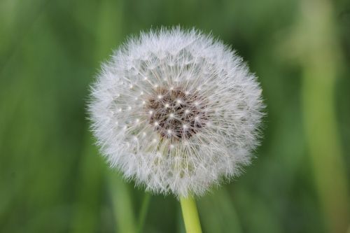 dandelion blossom bloom