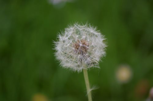 dandelion spring prato