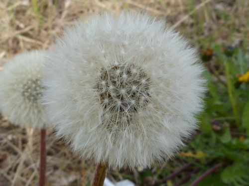 dandelion pollen seeds