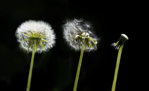 dandelion flower plant