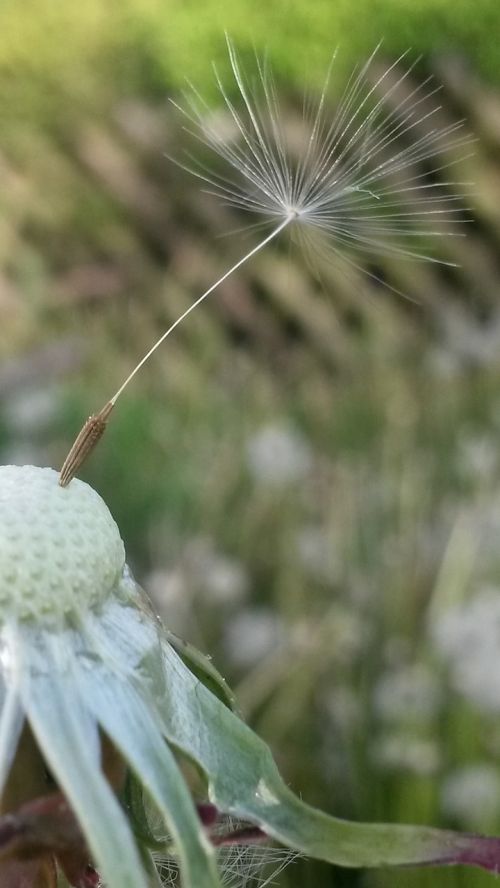 dandelion flower parachute