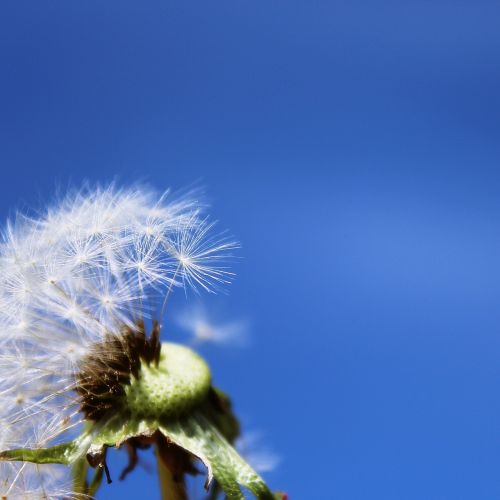 dandelion pointed flower flower