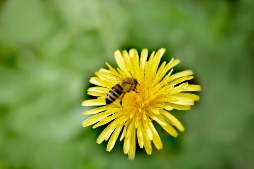 dandelion flower blossom