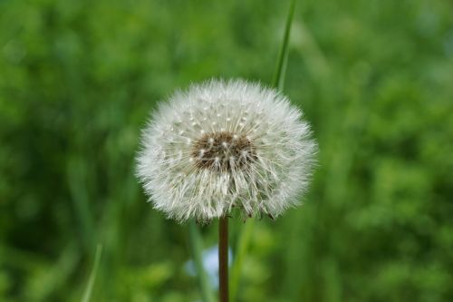 dandelion flower plant