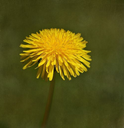 dandelion flower blossom