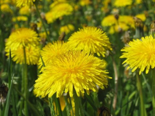 dandelion summer yellow