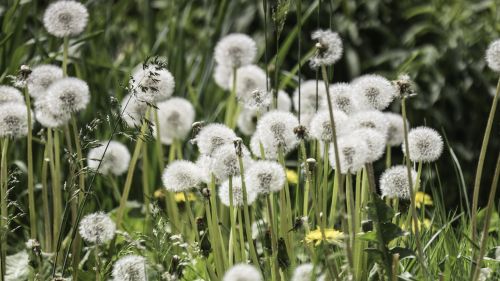 dandelion flowers nature