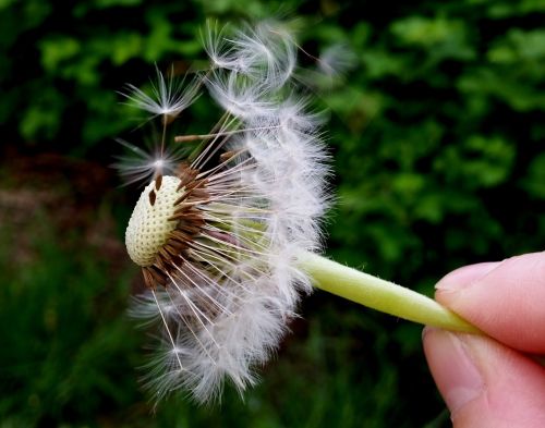 dandelion flower nature