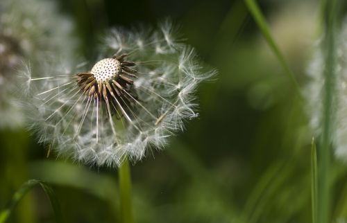 dandelion spring meadow