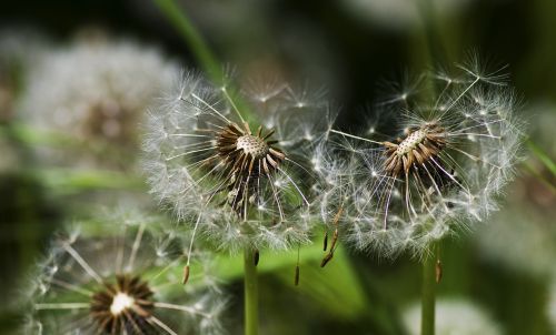 dandelion spring meadow