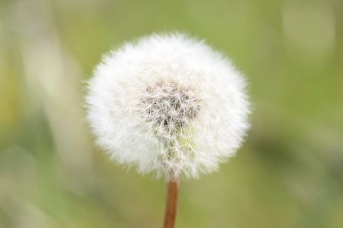 dandelion fukushima white