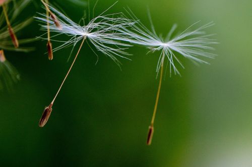 dandelion seeds fly