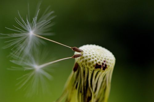 dandelion seeds fly