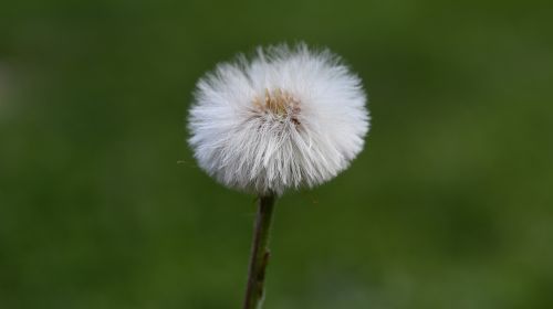 dandelion flower seeds