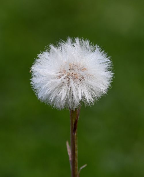 dandelion flower seeds