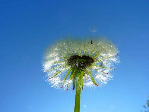 dandelion seeds plant