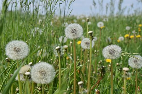 dandelion meadow spring