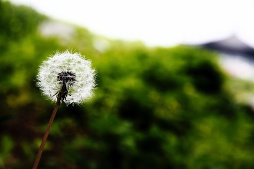 dandelion nature plants