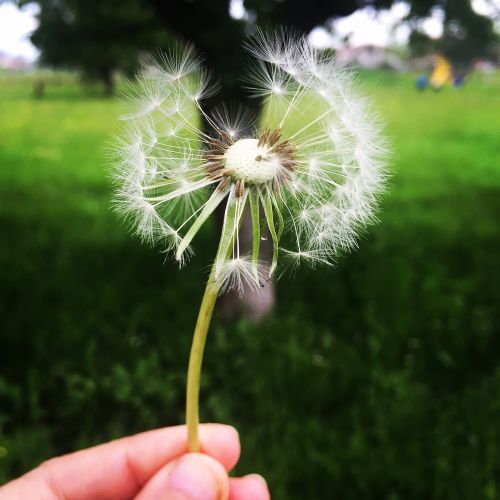 dandelion nature green