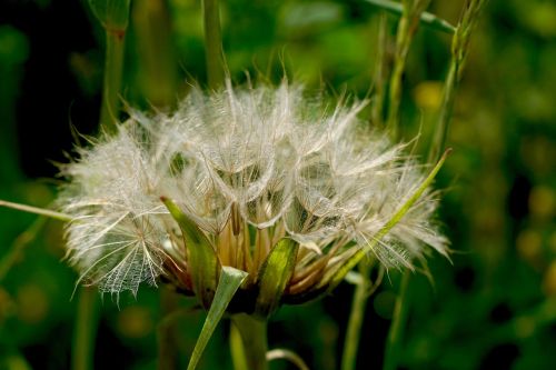 dandelion nature flower