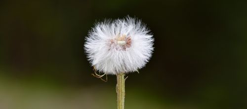 dandelion plant flying seeds