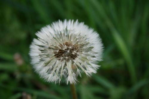 dandelion flower summer flowers