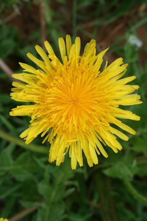 dandelion flower summer flowers