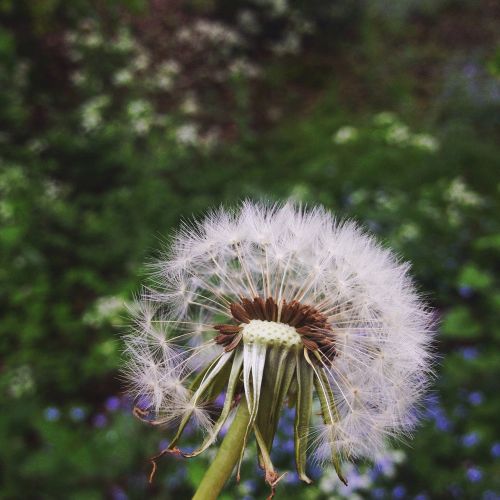 dandelion green spring