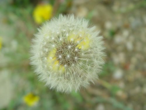 dandelion flowers nature