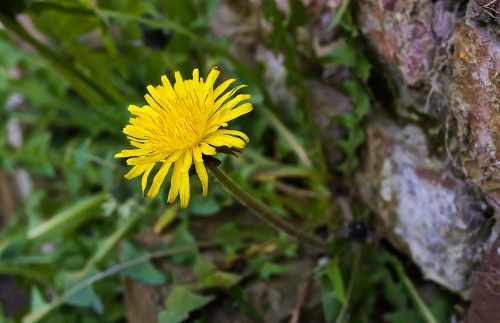 dandelion garden nature