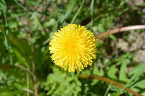 dandelion spring yellow