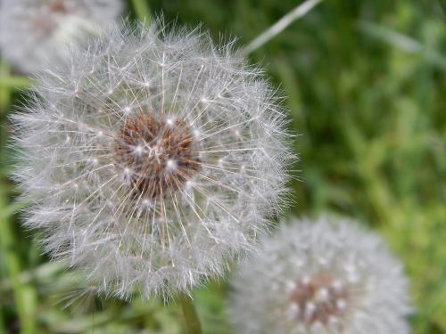 dandelion blowball flower