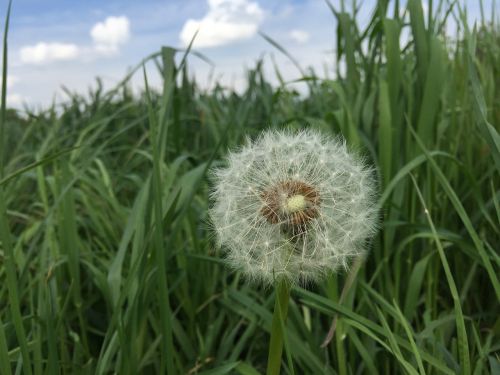 dandelion meadow spring