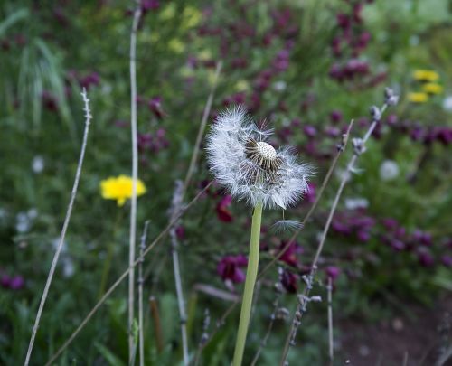 dandelion flower nature