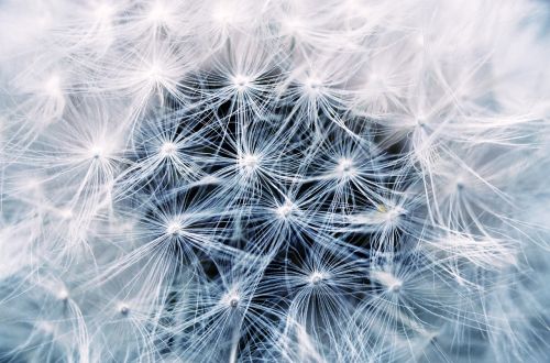 dandelion seeds pointed flower