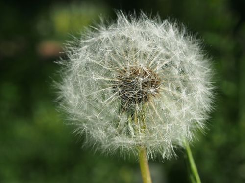 dandelion flower pointed flower