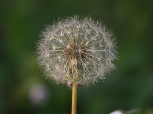 dandelion seeds flower