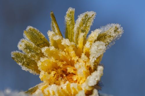 dandelion ice flowers frozen
