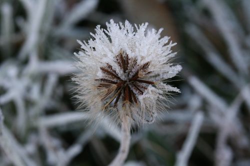 dandelion ice flowers frozen