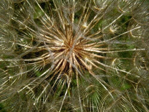 dandelion snowflake plant