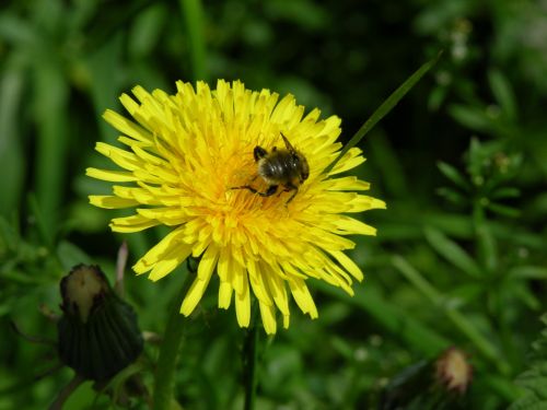 dandelion flower bee