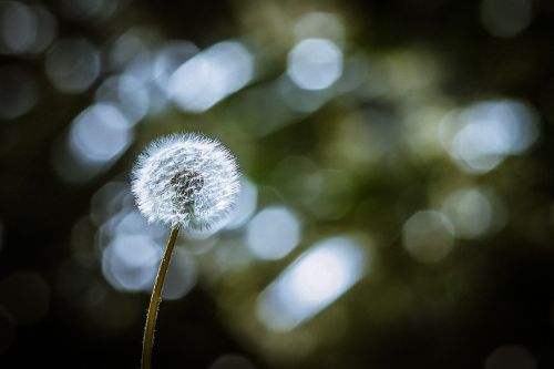 dandelion spring nature